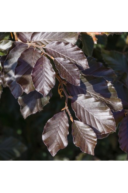 Бук європейський Atropunicea Purpurea 